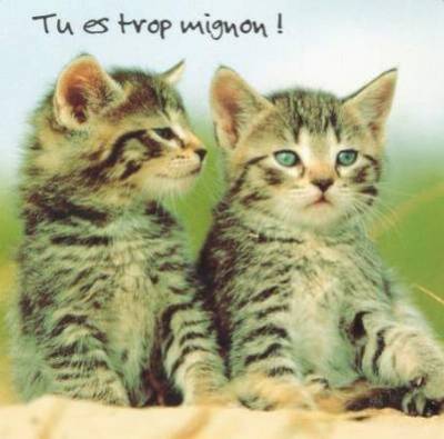 ils sont trop chou !!!